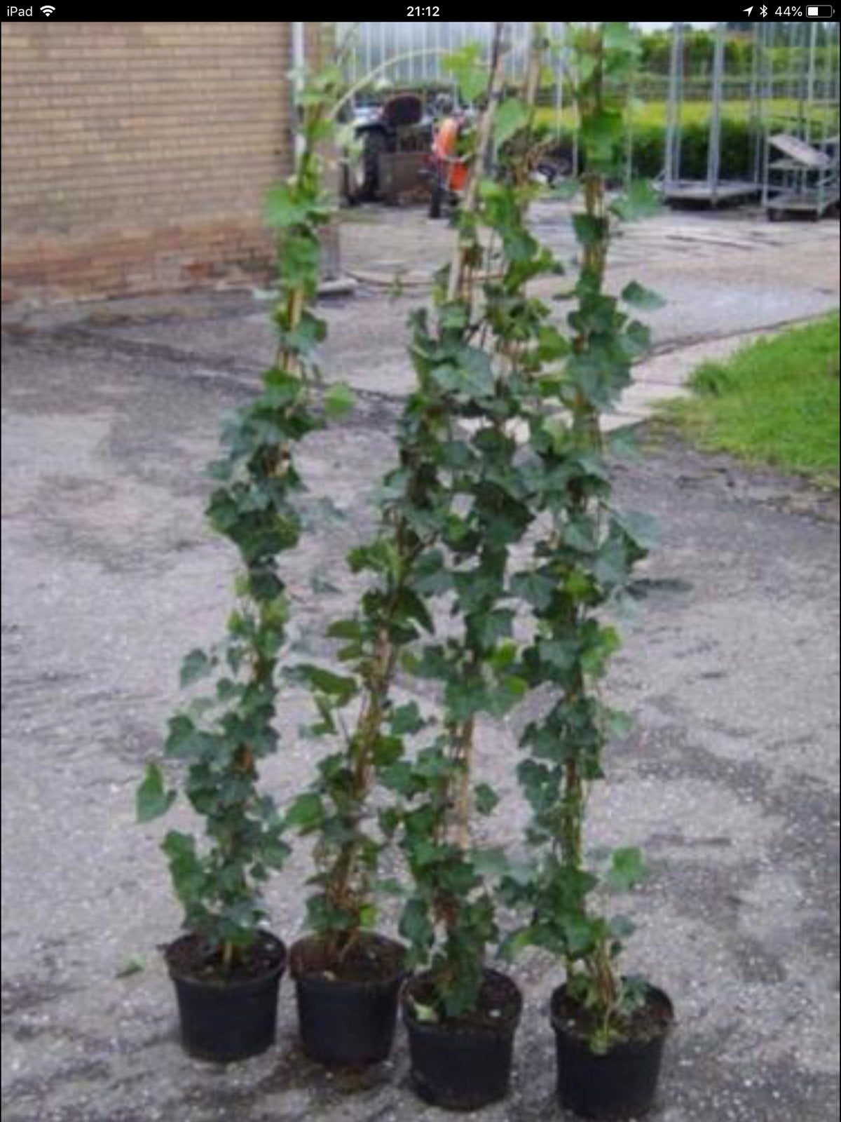 Hedera Hibernica - Klimop - diverse maten, Ophalen, Overige soorten, 100 tot 250 cm
