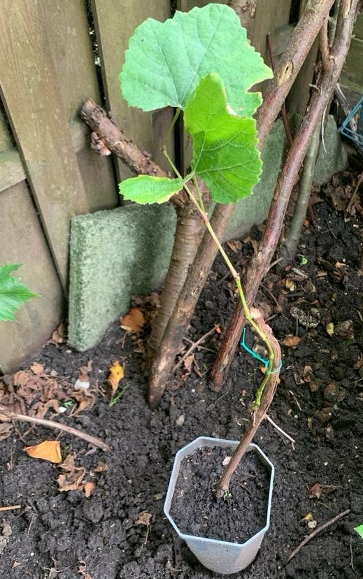 Blauwe druiven plant, Tuin en Terras, Ophalen, Minder dan 100 cm, Lente, Overige soorten