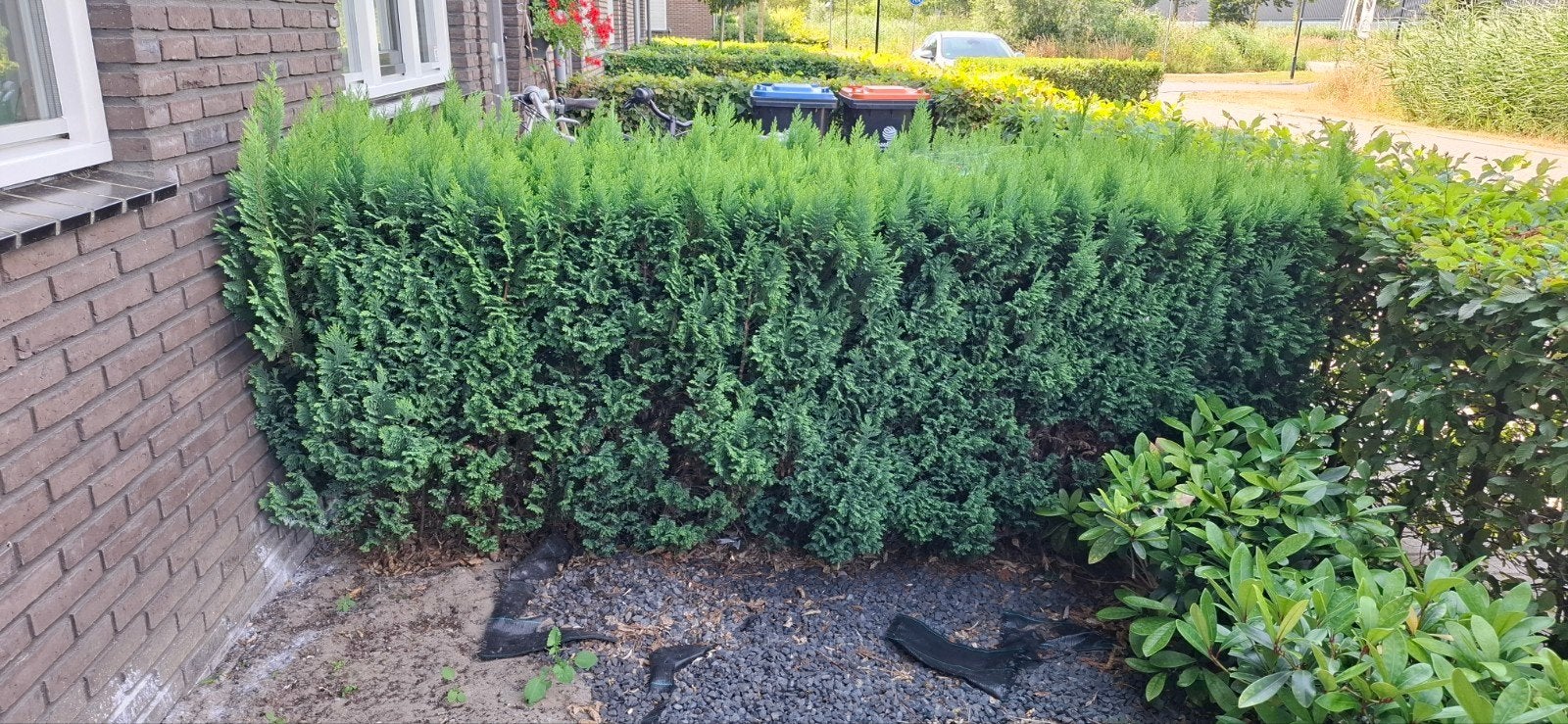 Gratis Coniferen Haag - Groeiend en Gezond, Tuin en Terras, Planten | Tuinplanten, Vaste plant, Overige soorten, Halfschaduw, Bloeit niet