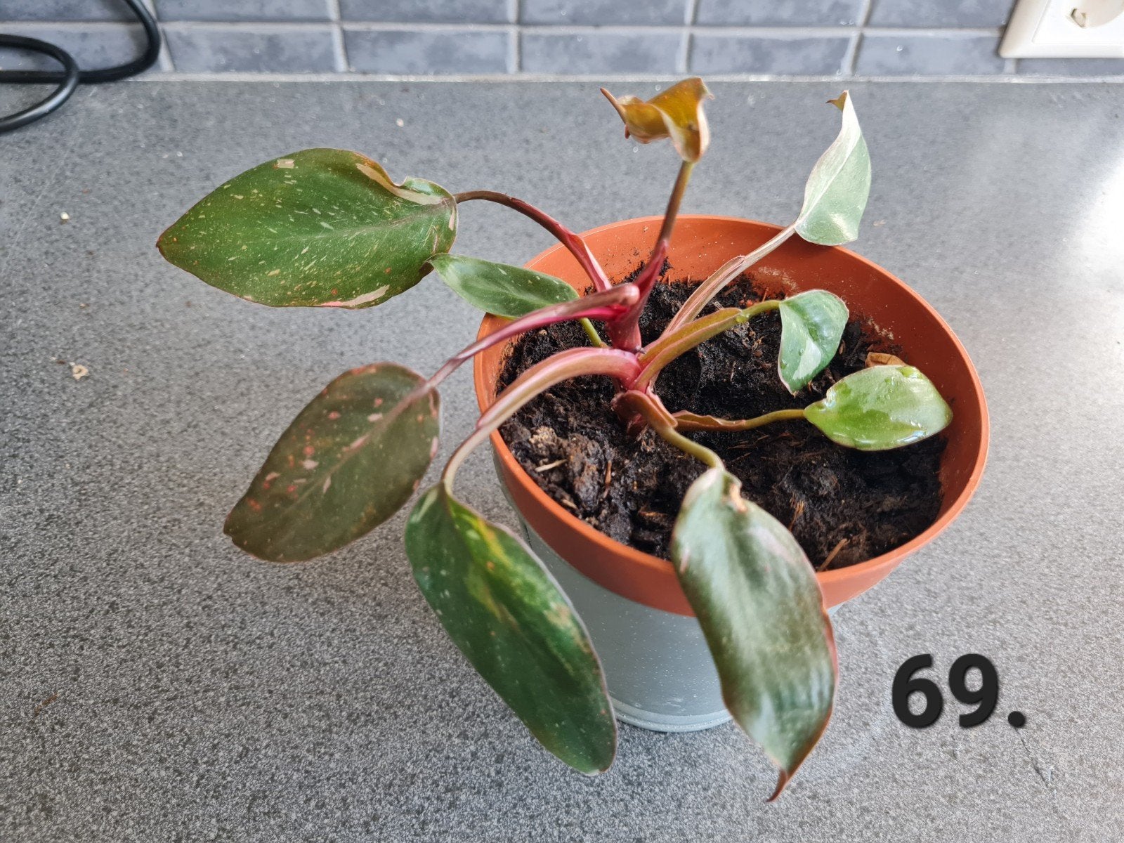 Klein philodendron pink Princess kamerplantje, Ophalen of Verzenden, Halfschaduw, Minder dan 100 cm