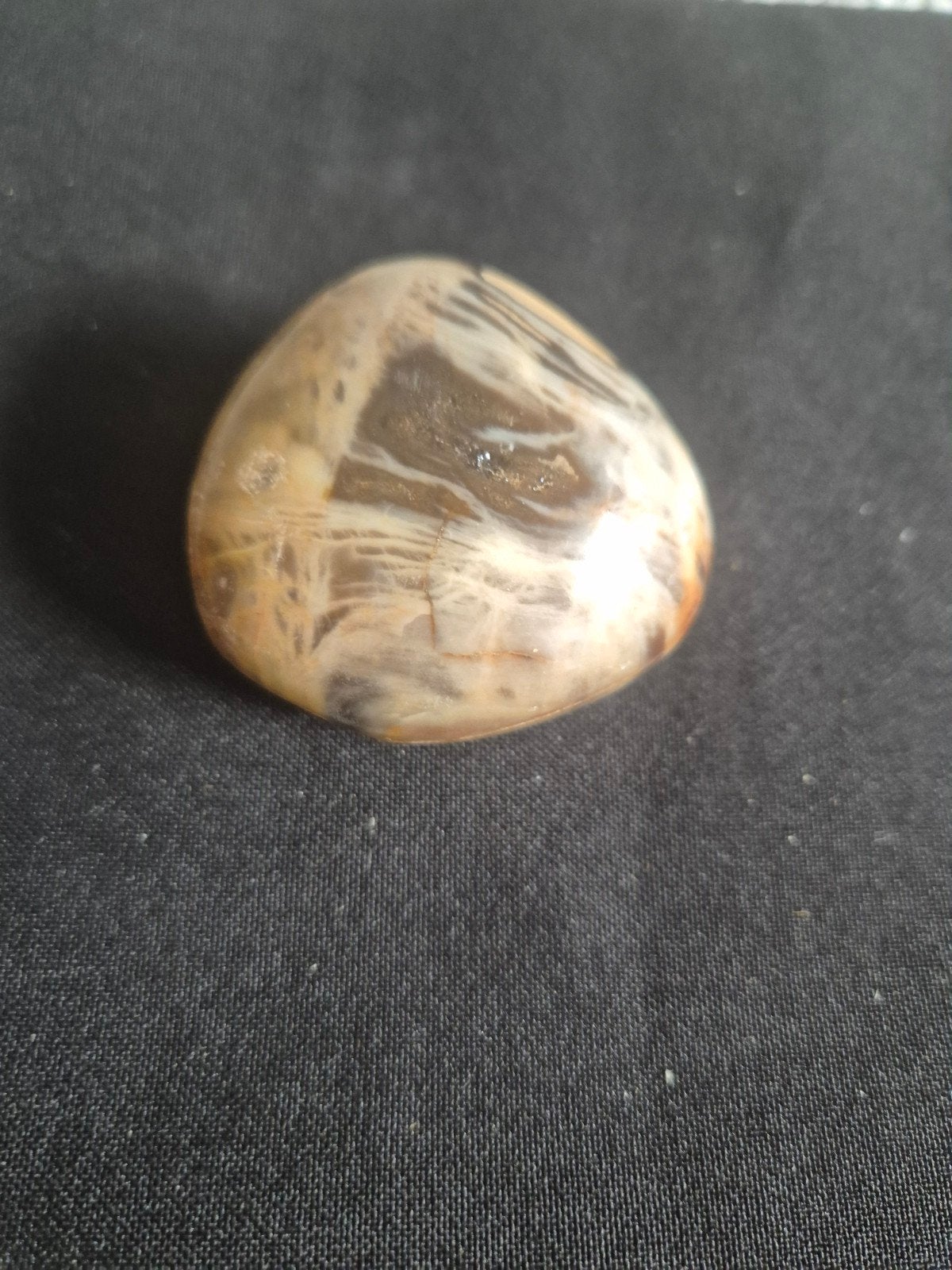 Versteend hout - 72 gram, Ophalen, Nieuw