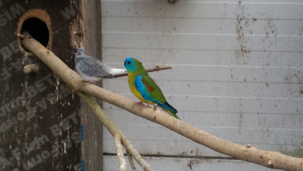 turquosines geelbuik wildkleur, Dieren en Toebehoren, Meerdere dieren, Parkiet