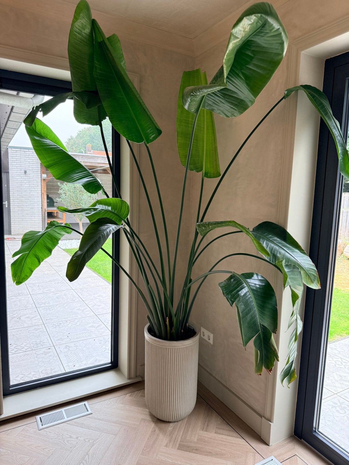 Prachtige sterke Strelitzia plant, 220 cm hoog (incl. pot), Huis en Inrichting, Ophalen, 200 cm of meer, Overige soorten, In pot