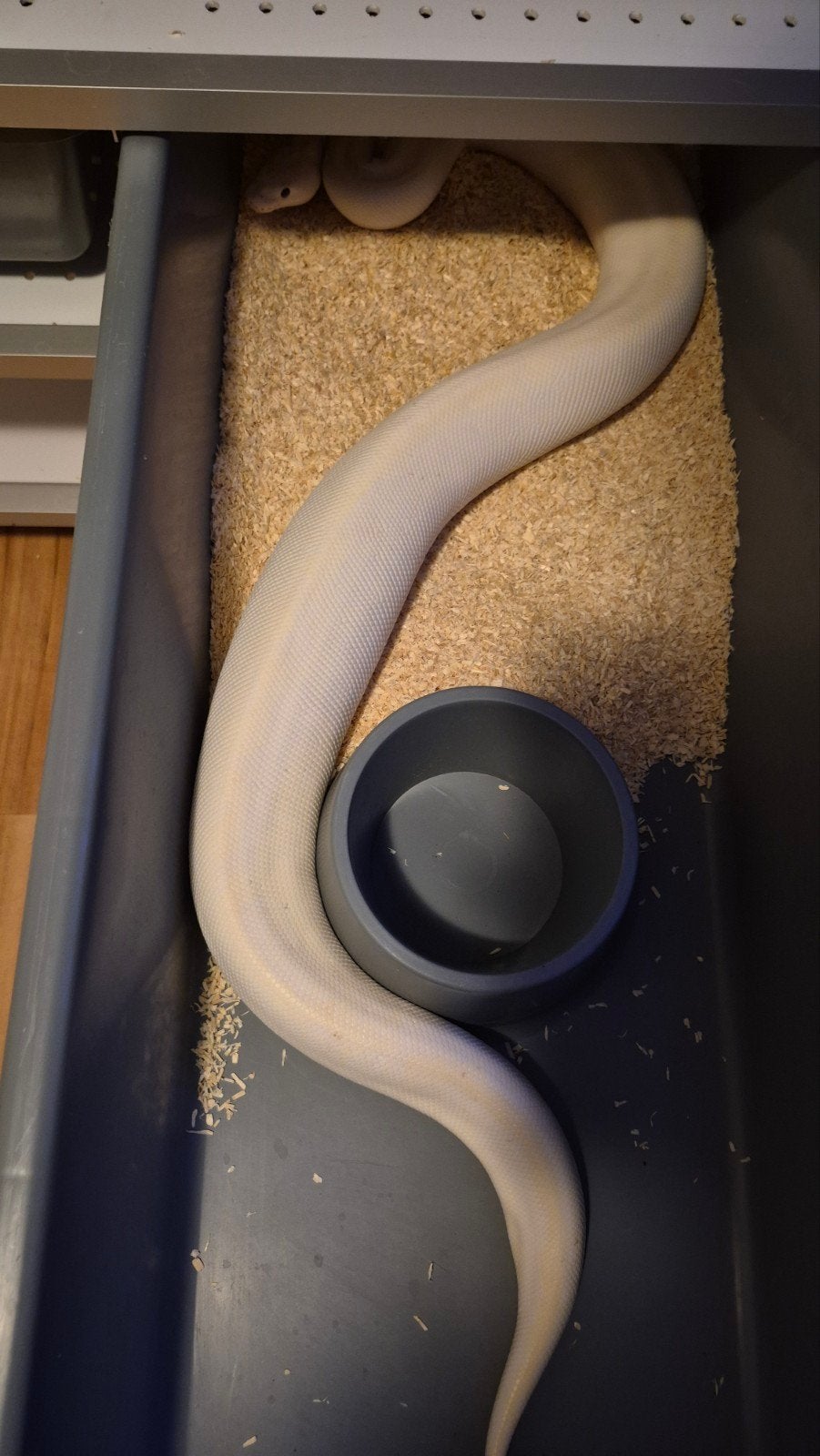 kweek vrouwen ball python regius Clown Desert ghost Piebald Ball Python photo 3
