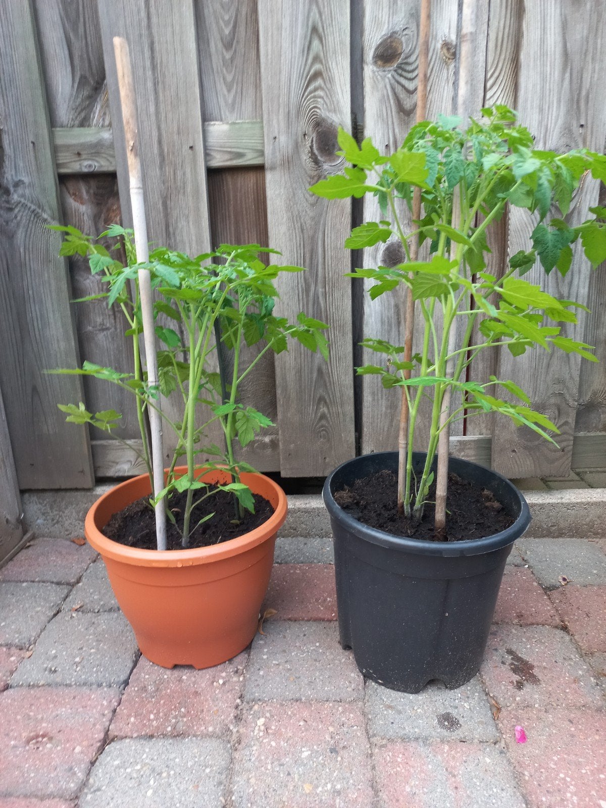 Tomatenplanten, Ophalen, Volle zon, Overige soorten, Minder dan 100 cm