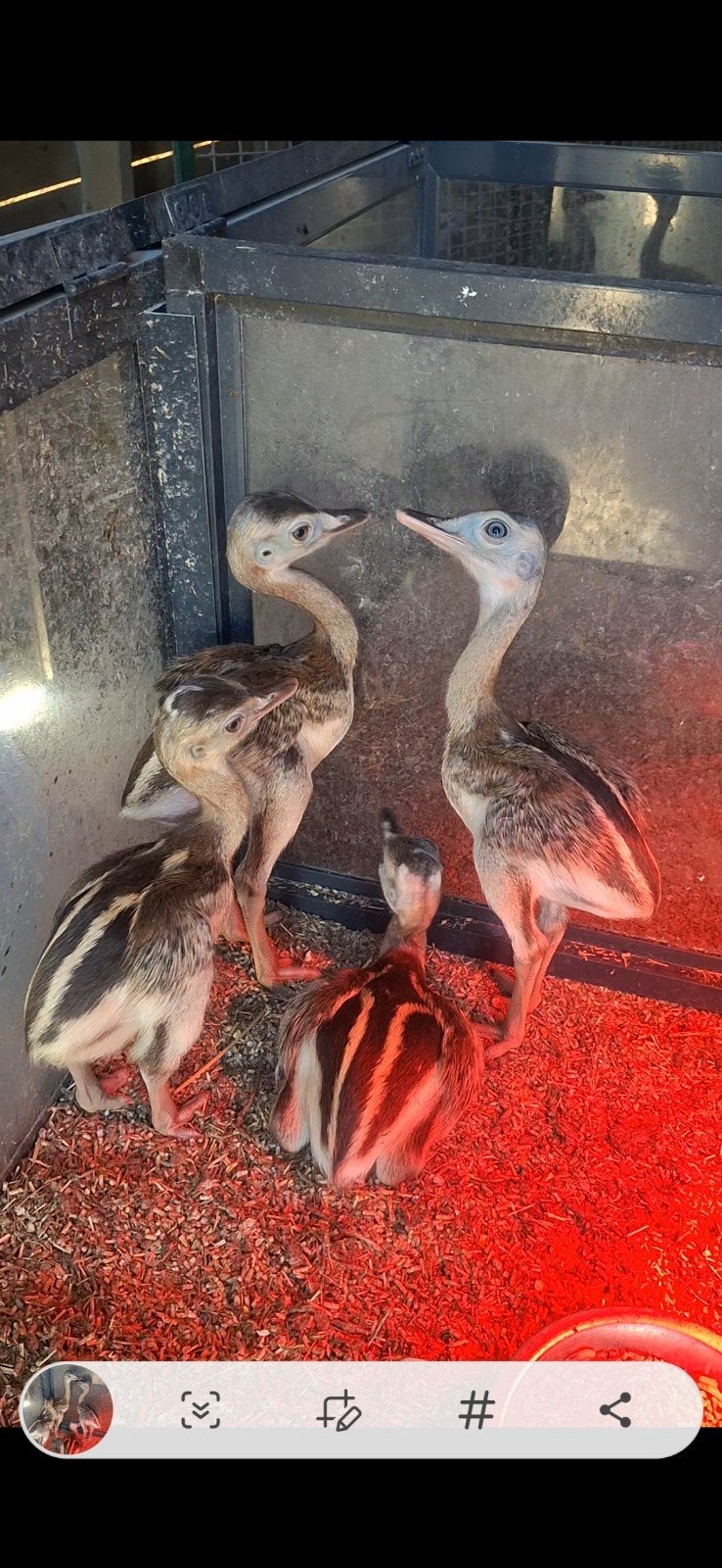 te koop 4 nandoes, Dieren en Toebehoren, Meerdere dieren, Overige soorten