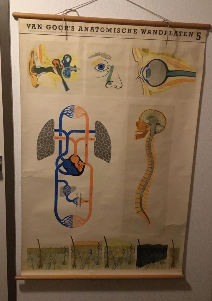 Van Goor’s anatomische wandplaten nummer 5 schoolplaat, Antiek en Kunst, Antiek | Schoolplaten, Ophalen of Verzenden, Natuur en Biologie