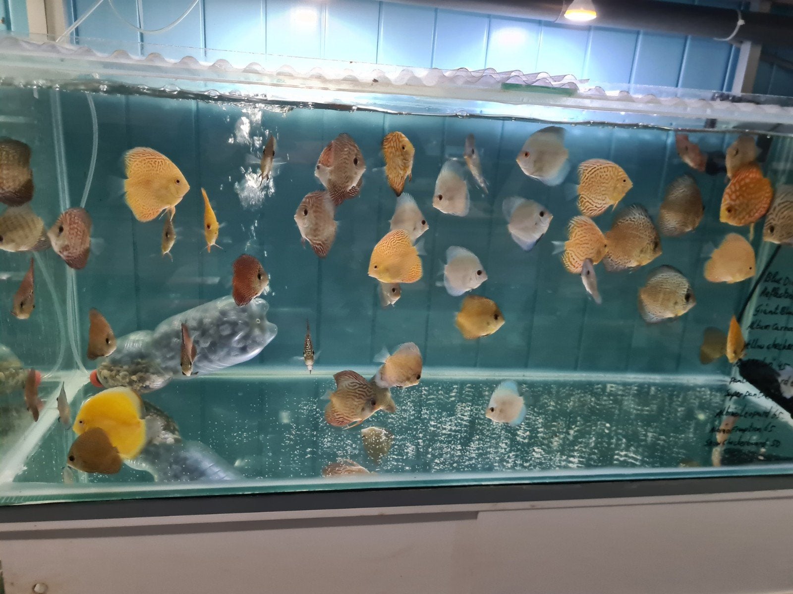 Diverse soorten Discus