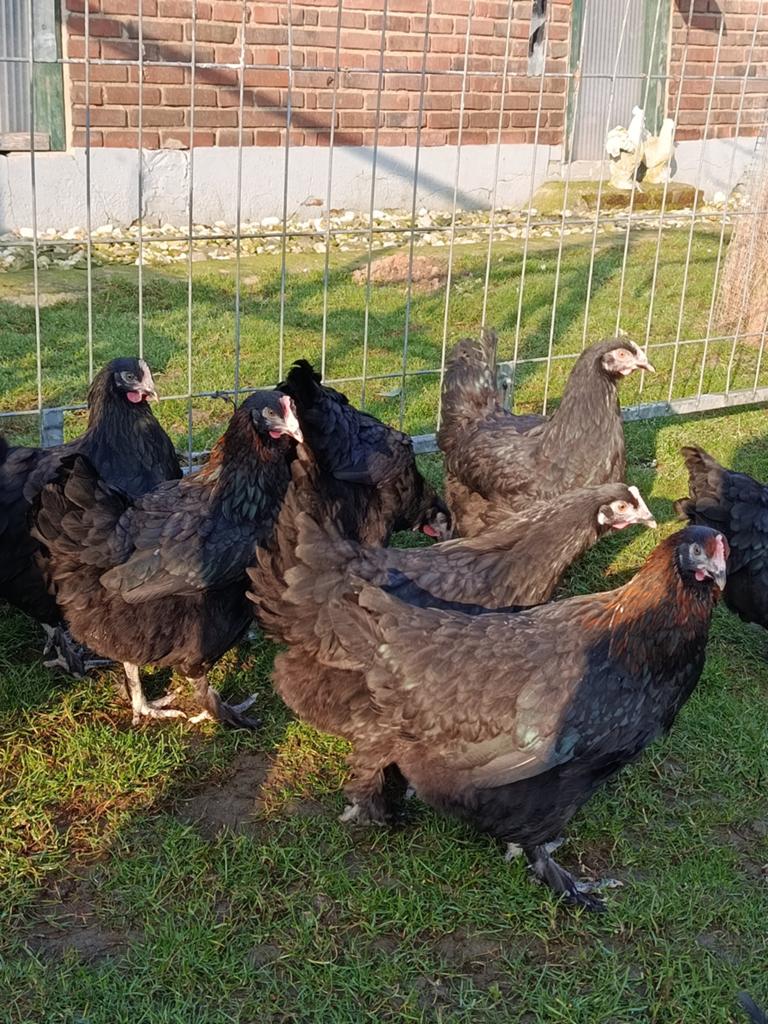 Ik verkoop Marans-kippen, Dieren en Toebehoren, Pluimvee, Vrouwelijk, Kip