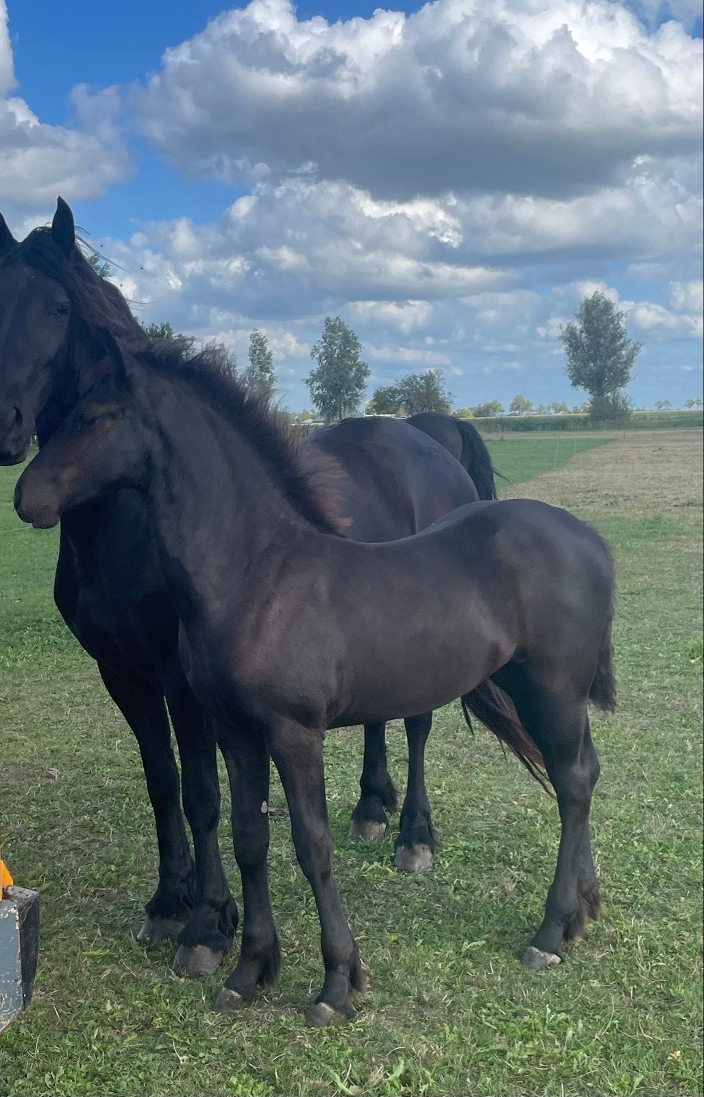 Prachtig Fries merrieveulen, vol papier + mooie bloedvoering, Merrie, Minder dan 160 cm, Dressuurpaard, 0 tot 2 jaar