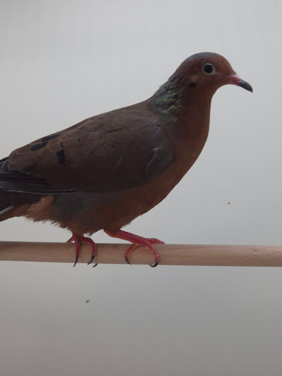 1-0 Grayson duif, Dieren en Toebehoren, Mannelijk, Tropenvogel, Geringd