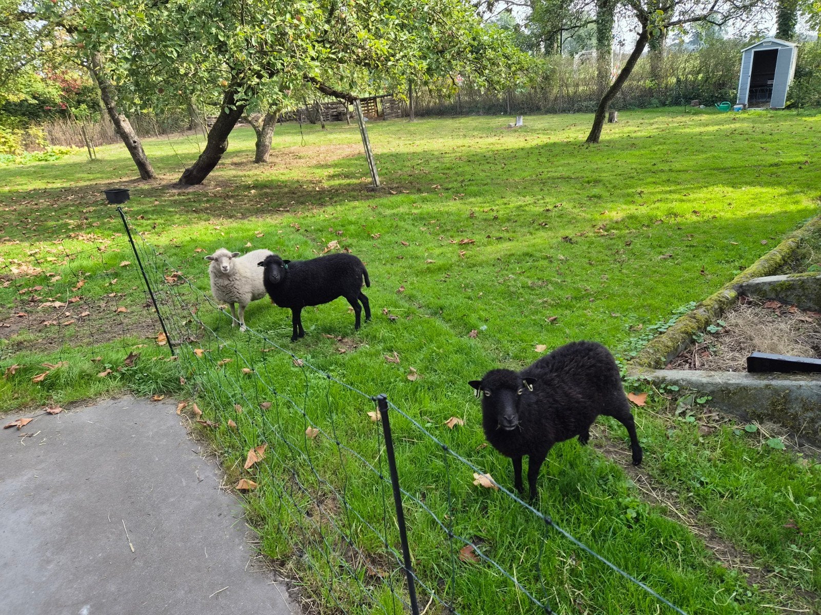 oussesant schapen ooien, Vrouwelijk, Schaap