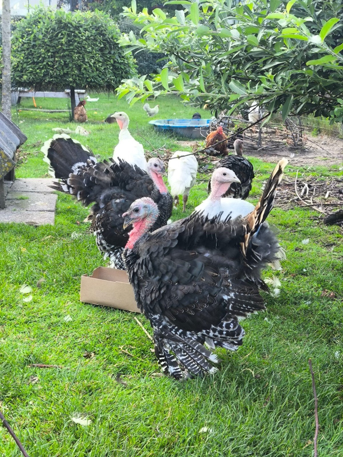 Bronskalkoenen en witte Amerikaanse breedborst kalkoenen, Dieren en Toebehoren, Pluimvee, Meerdere dieren, Kalkoen
