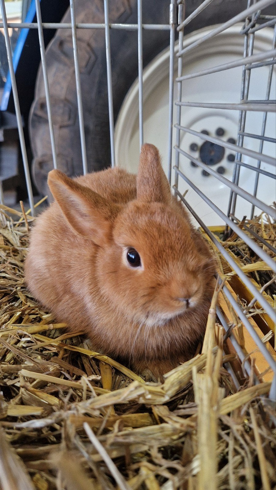 oranje dwergkonijn, Meerdere dieren, Dwerg