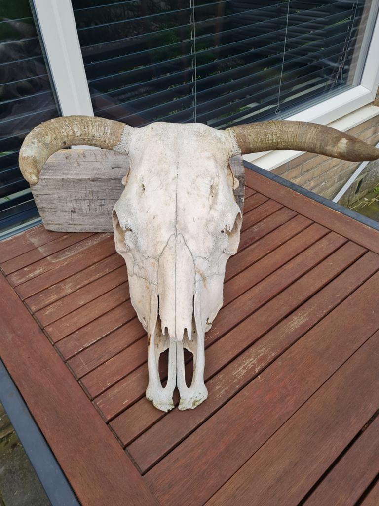 Grote koeienschedel met hoorns, Ophalen of Verzenden, Gebruikt, Boerderijdier, Schedel