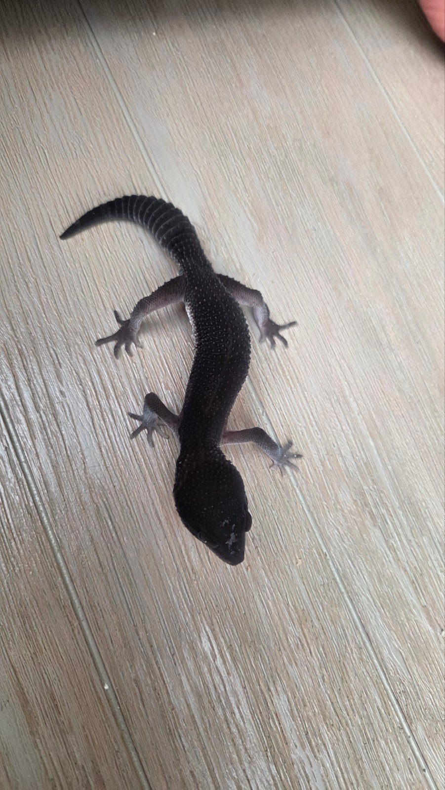 black night luipaard gekko man patroonloos Leopard Gecko photo 6