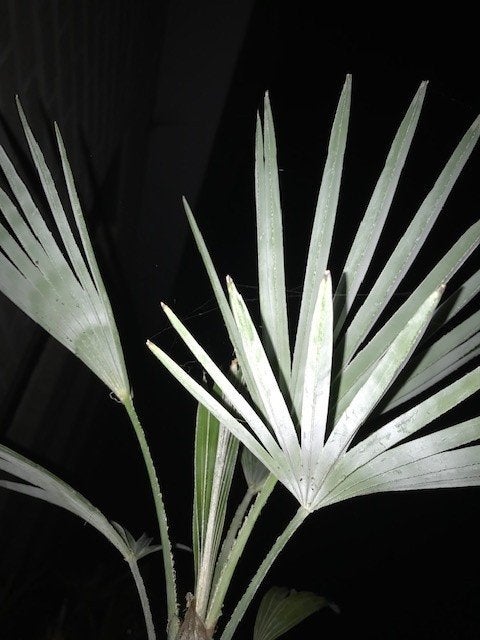 Palmzaden  princeps / nanus / Naggy /wagnerianus /sp. Kumaon, Volle zon, Ophalen of Verzenden, Lente, Minder dan 100 cm