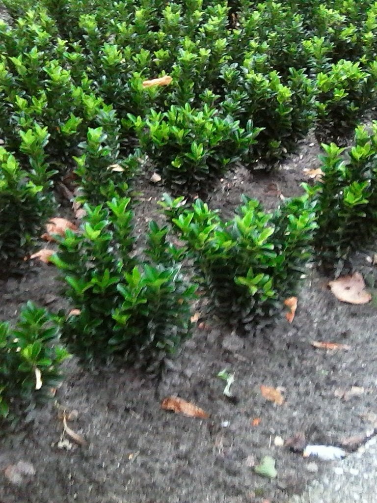 Te Koop; japanse Kardinaal-muts(verv. voor de buxus), Ophalen, Nieuw