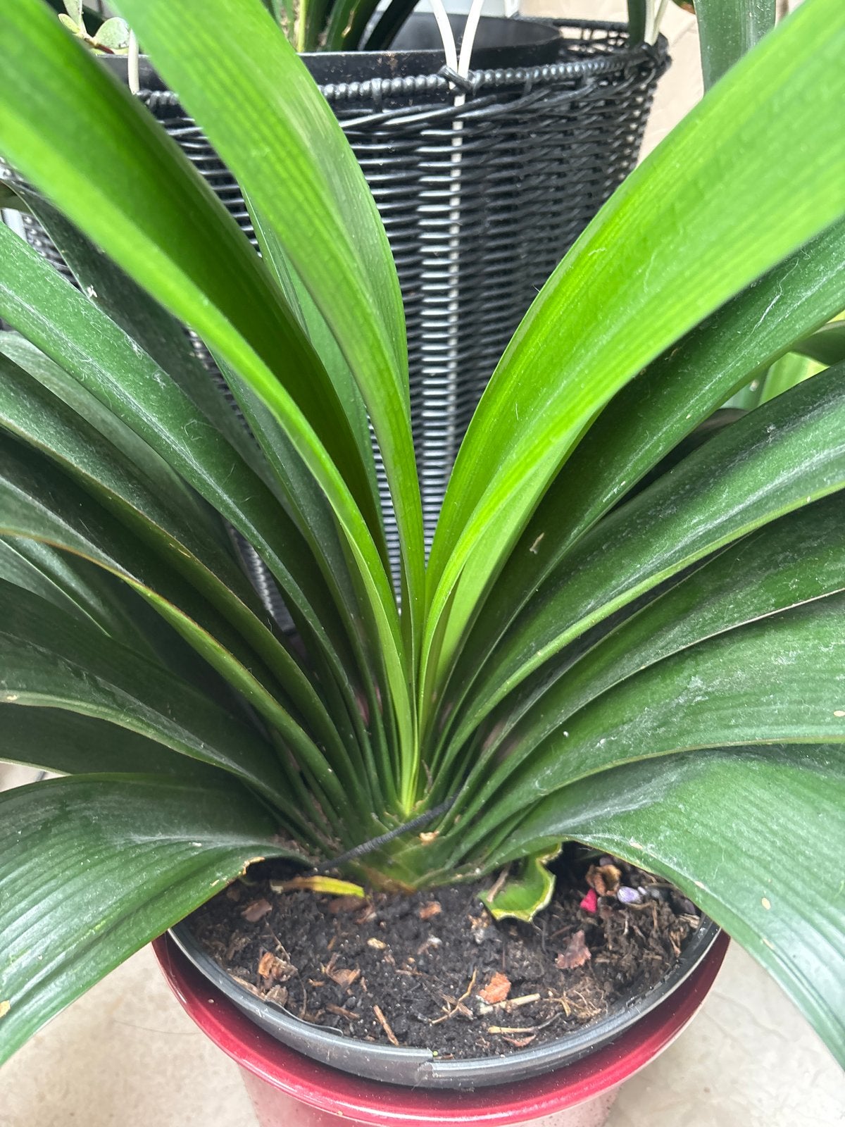 Clivia plant - Oranje Kafferlelie, Overige soorten, Vaste plant, Ophalen of Verzenden, Halfschaduw