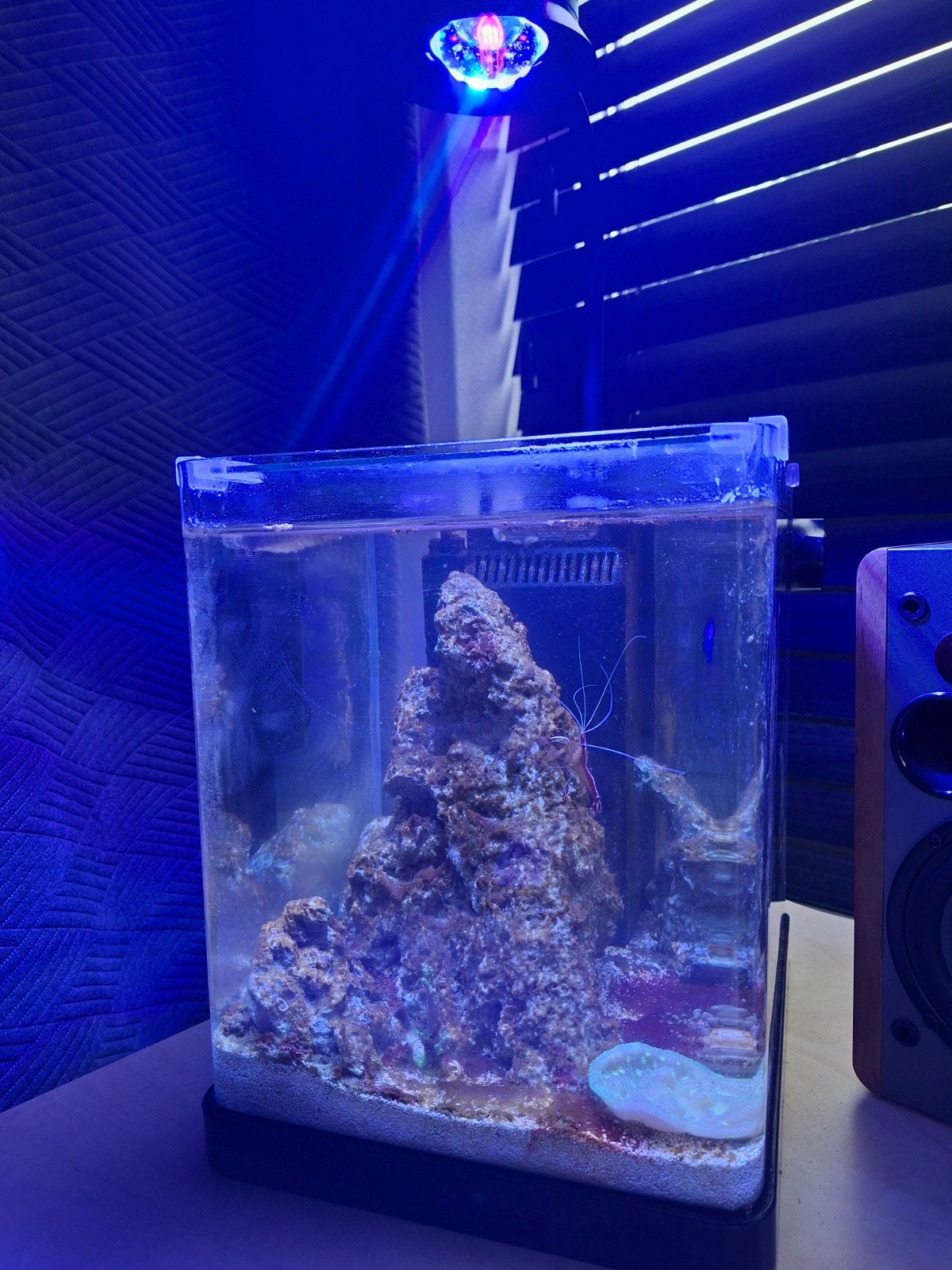 Nano reeftank zeeaquarium, Dieren en Toebehoren, Ophalen, Verlichting of Verwarming