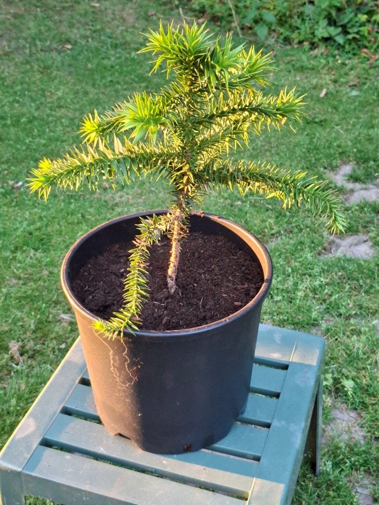 Mooie Apenbomen (Araucaria), Tuin en Terras, Overige soorten, Lente, Minder dan 100 cm, Ophalen