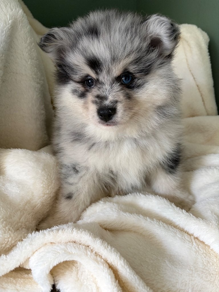 Prachtige whooly pomsky - bleu Merle- reu - EPR stamboom, CDV (hondenziekte), 8 tot 15 weken, Poolhond, Meerdere