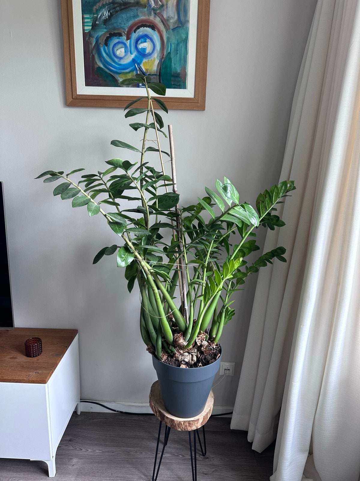 Grote groene kamerplant Zamioculcas zamiifolia, Ophalen of Verzenden, Halfschaduw, Minder dan 100 cm