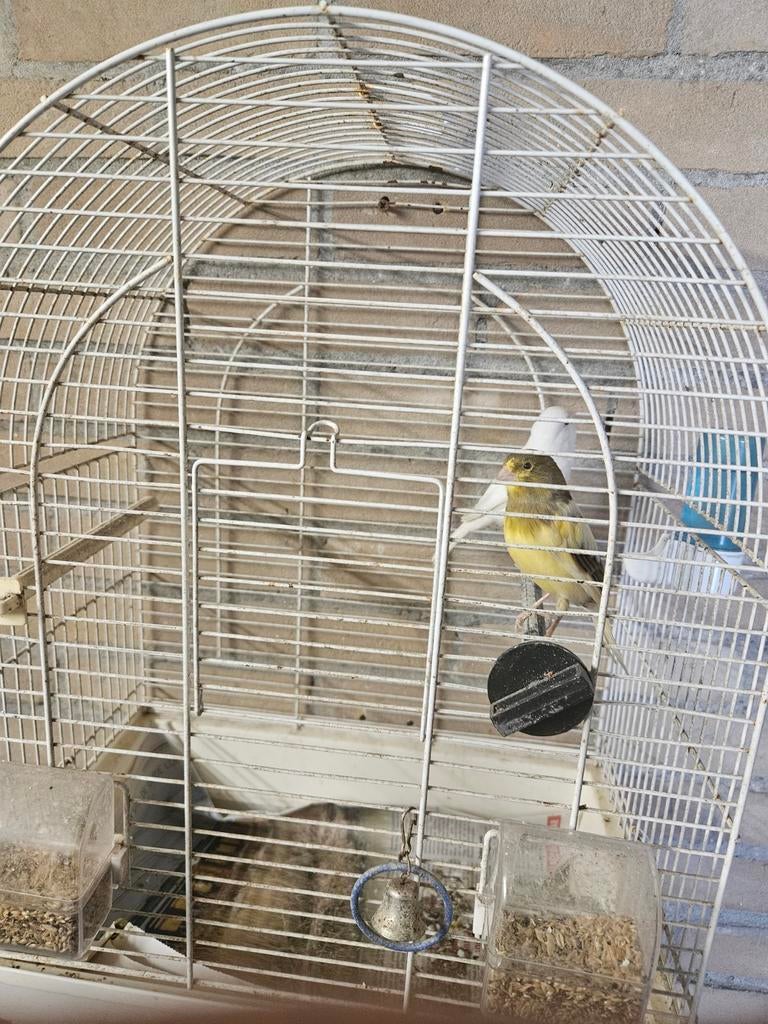 3 broedrijpe kanarie poppen, Dieren en Toebehoren, Vogels | Kanaries, Vrouwelijk, Kleurkanarie