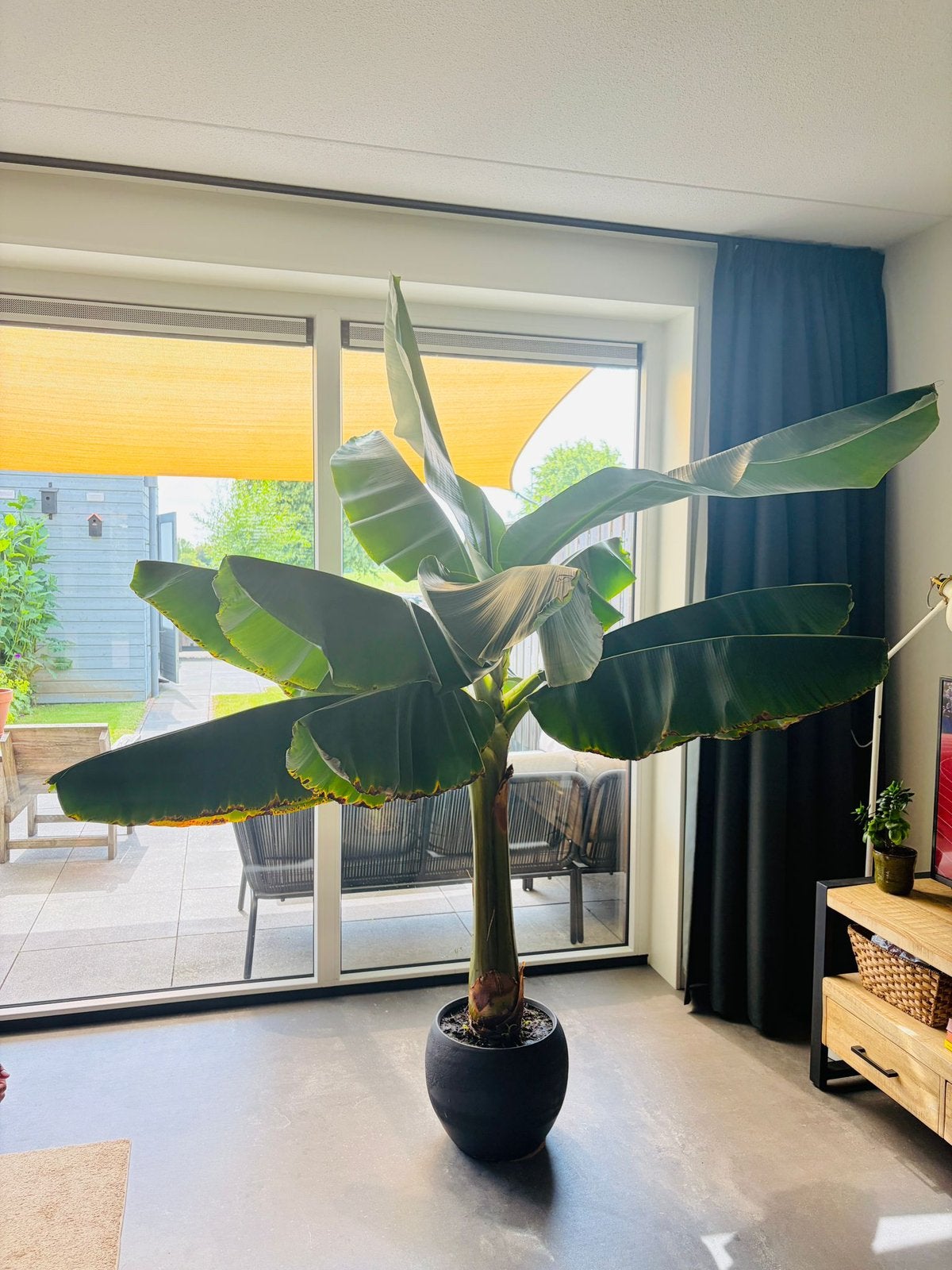 Grote bananenplant in pot (Musa), Ophalen, 200 cm of meer, Overige soorten, In pot