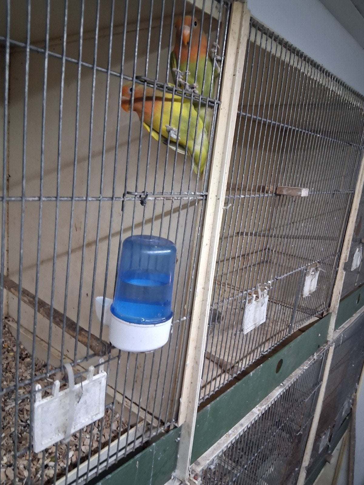 2 jonge dwerg papagaaien 3 maanden, Meerdere dieren, Dwergpapegaai of Agapornis