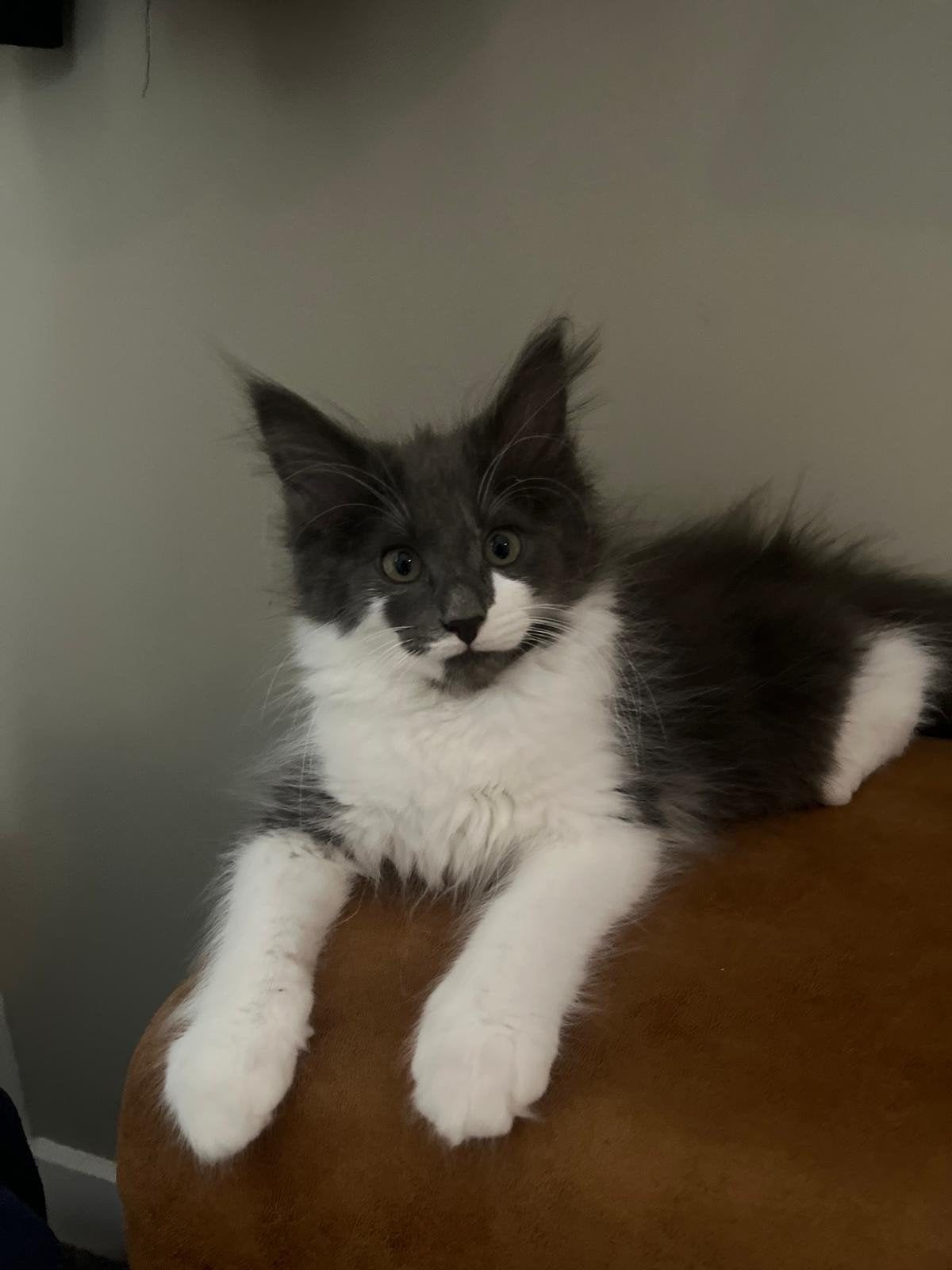 Noorse Boskat kittens met Stamboom, Meerdere dieren, Met stamboom, 0 tot 2 jaar