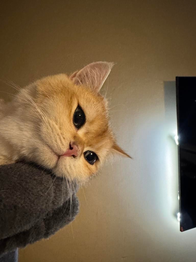 Dekkater britse korthaar golden shaded stamboom kampioenlijn, Dieren en Toebehoren, 0 tot 2 jaar