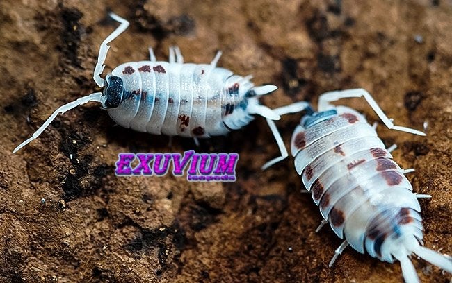 Porcellio silvestrii Dalmatian isopods / pissebedden, Dieren en Toebehoren, Overige soorten