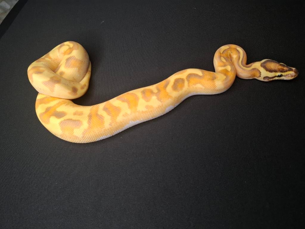 0.1 Pavement OD Enchi Ball Python, Slang, 0 tot 2 jaar