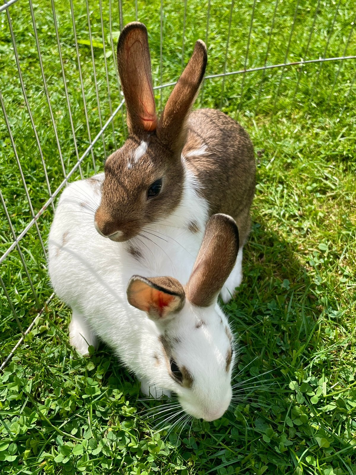 Gratis 2 jonge konijnen, Dieren en Toebehoren, Konijnen, Klein, Meerdere dieren, 0 tot 2 jaar