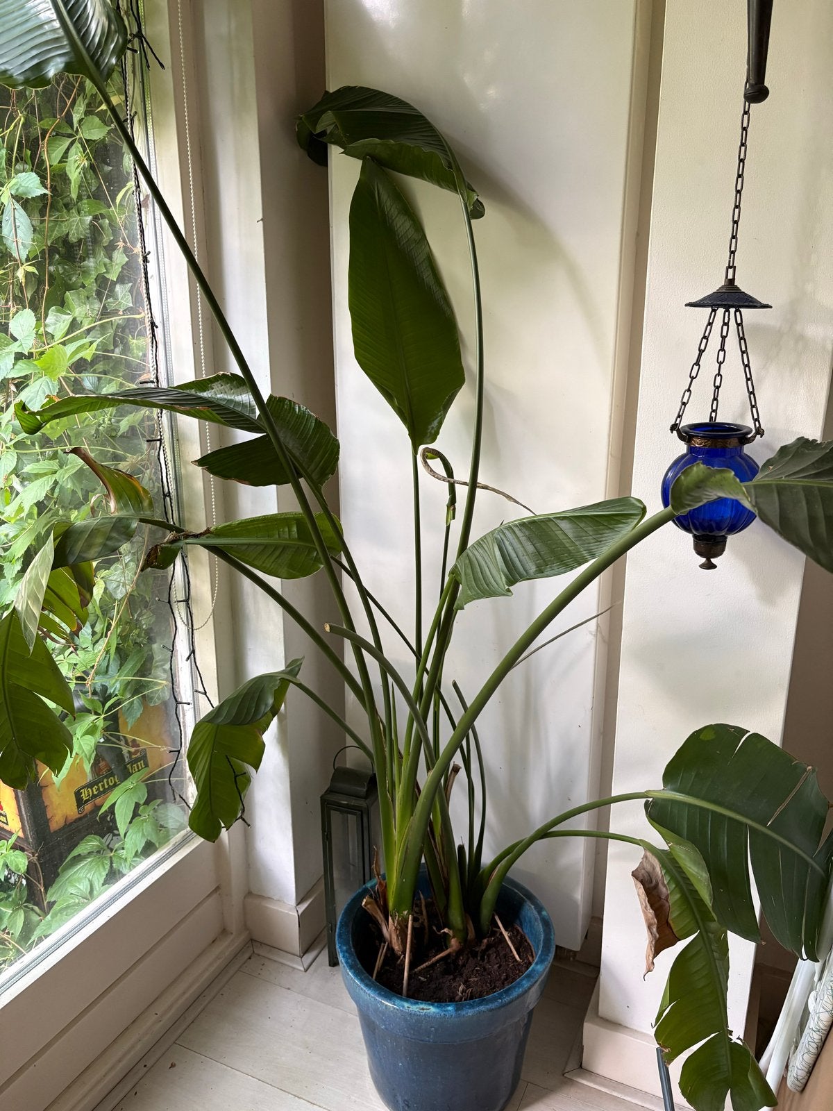 Grote Strelitzia Nicolai (Paradijsvogelplant), Ophalen, 200 cm of meer, Overige soorten, In pot