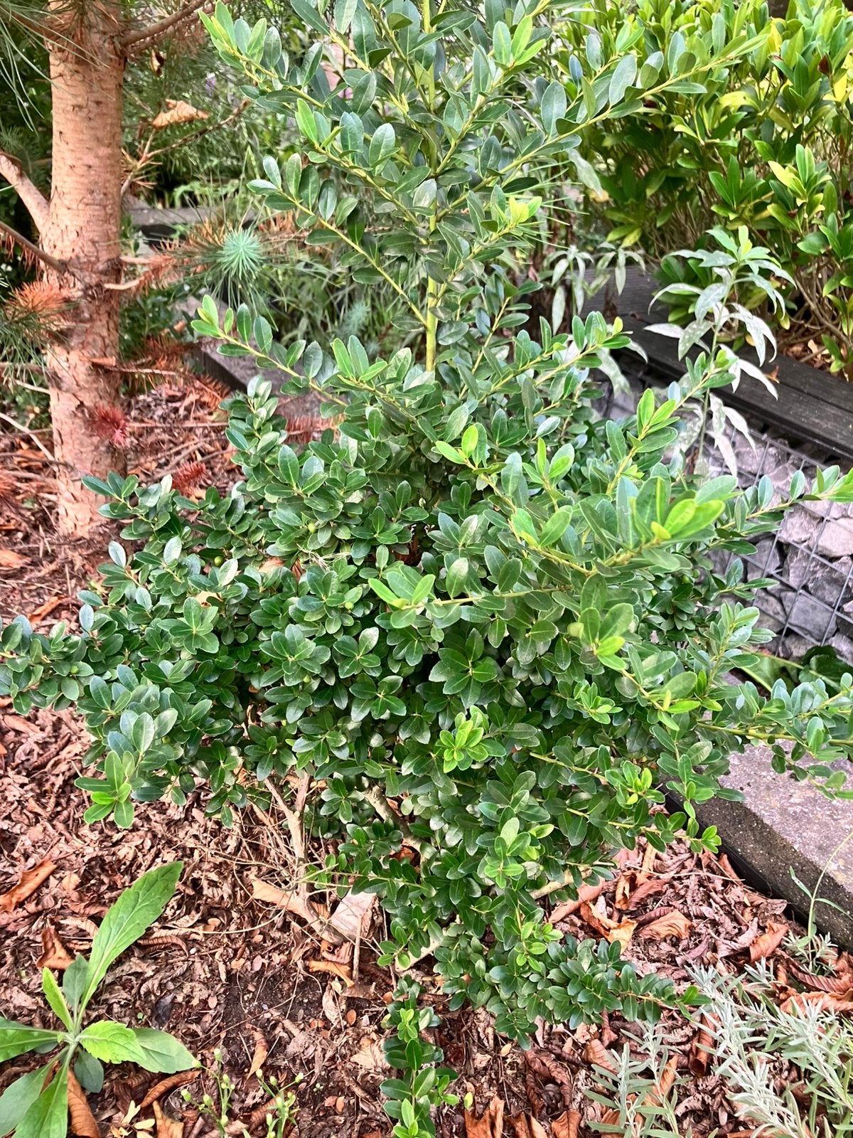 Japanse hulst (3 stuks), Tuin en Terras, Ophalen, Hulst, Minder dan 100 cm