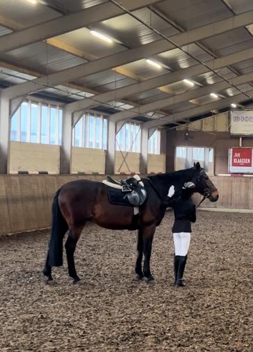 Lease/bijrijd paard gezocht!!, Ophalen of Verzenden