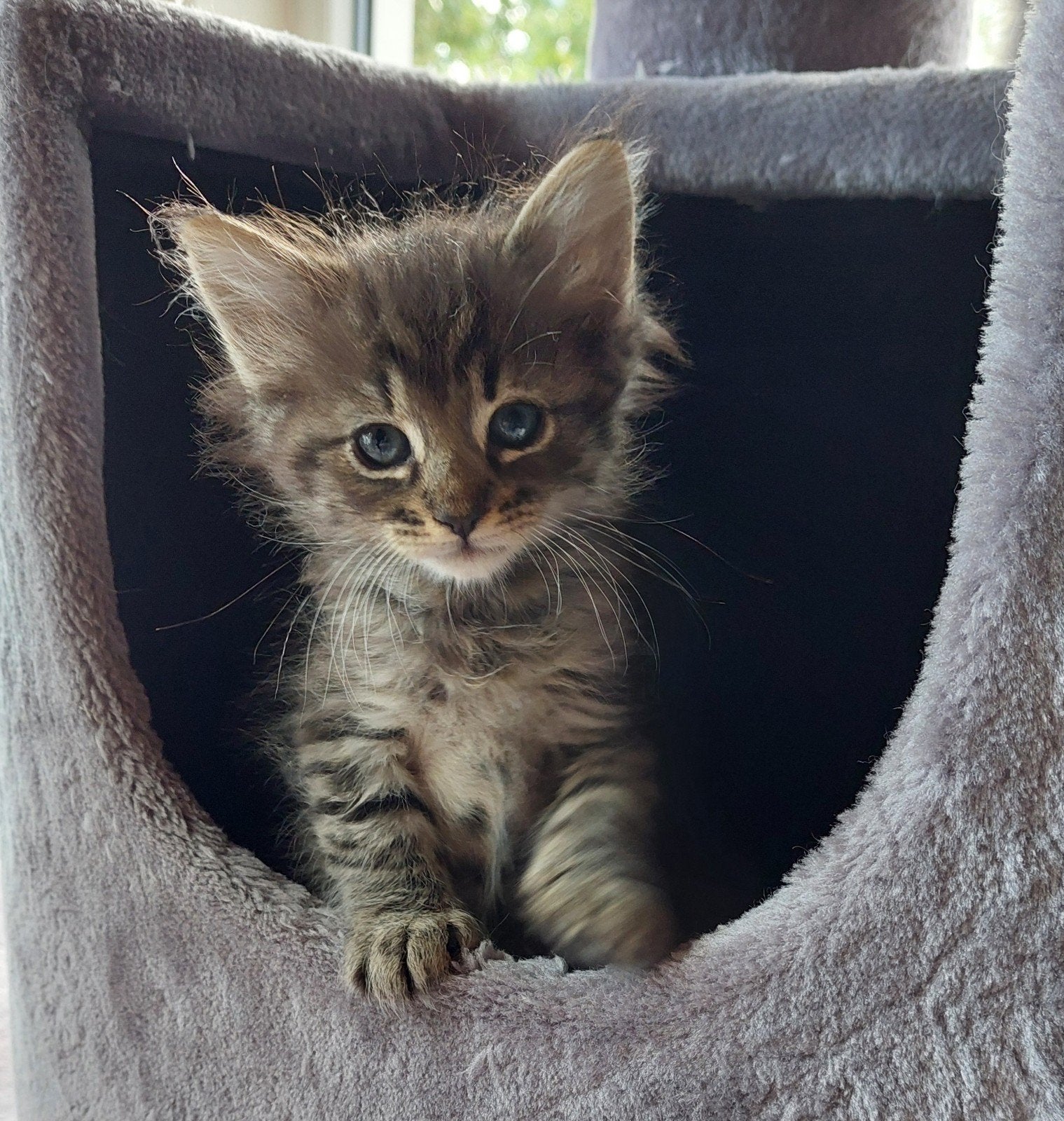 Noorse boskat kitten met stamboom, Kater, Met stamboom, 0 tot 2 jaar