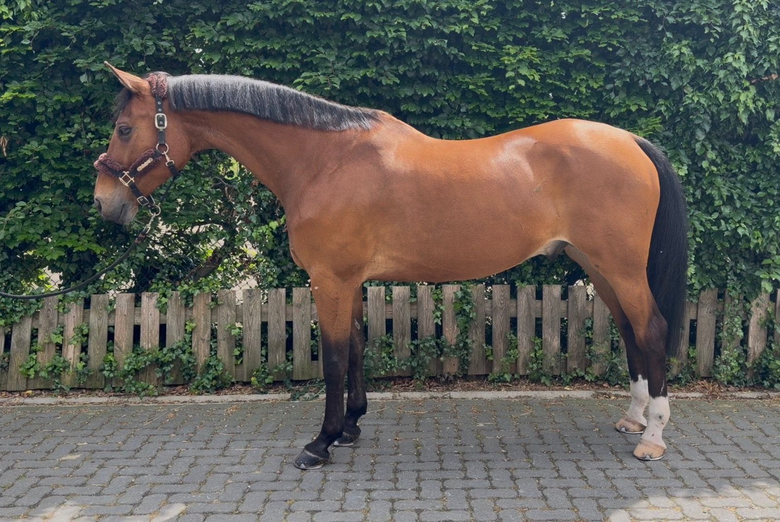 De perfecte schoolmaster, Dieren en Toebehoren, Paarden, Ruin, ZZ, 170 tot 175 cm, 11 jaar of ouder, Springpaard, Met stamboom