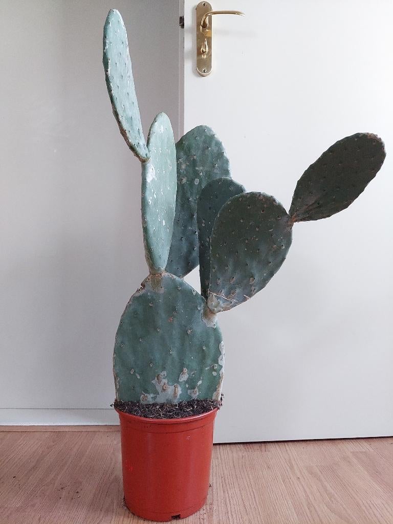 Opuntia Ficus Indica / Vulgaris - Vijgencactus H: 85 cm., Ophalen, Cactus, Minder dan 100 cm, Volle zon