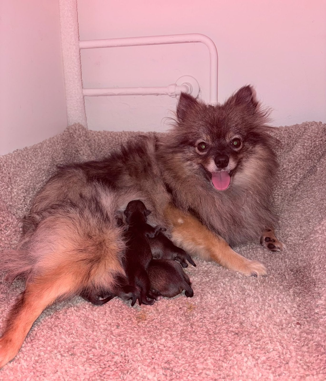 Lieve prachtige pups, pomeriaan & langharige jackrussel, CDV (hondenziekte), 8 tot 15 weken, Meerdere, Meerdere dieren