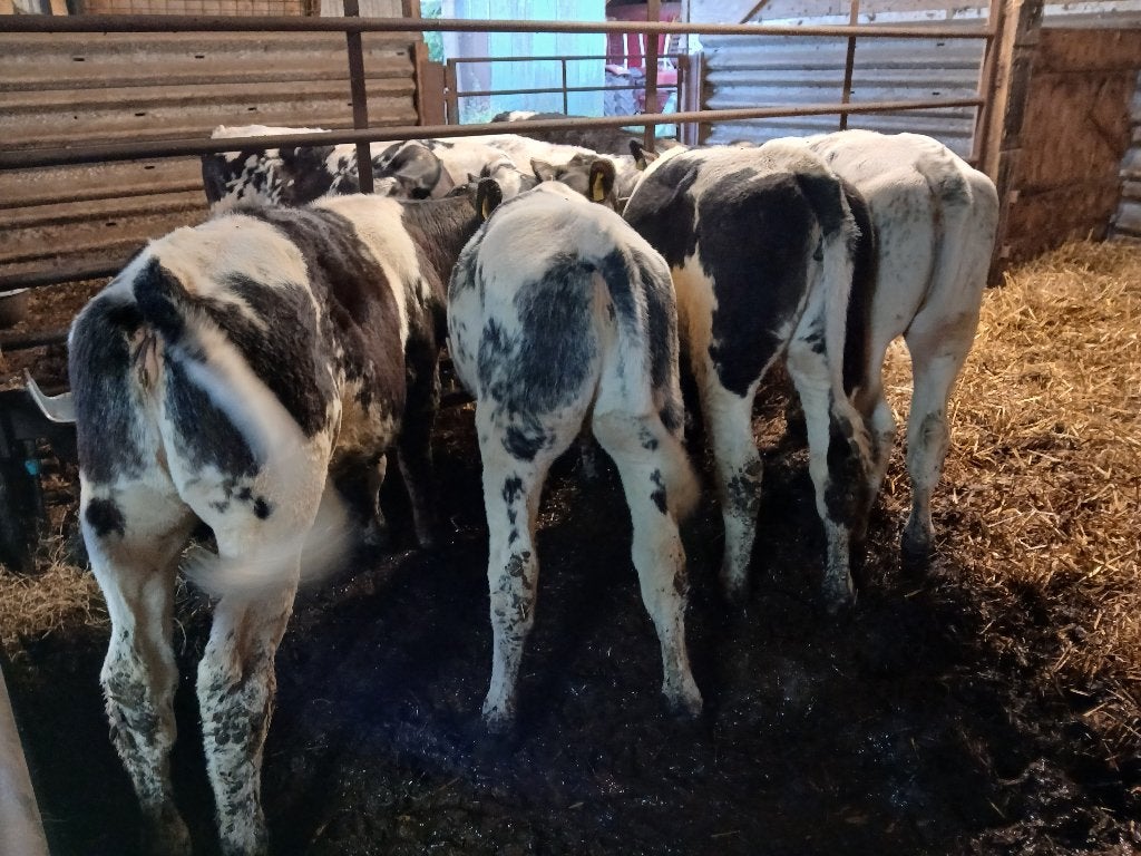 Beste blauwe kalveren 8 stuks 4.5 mnd oud  zijn onthoornd, Dieren en Toebehoren, Runderen, Vrouwelijk