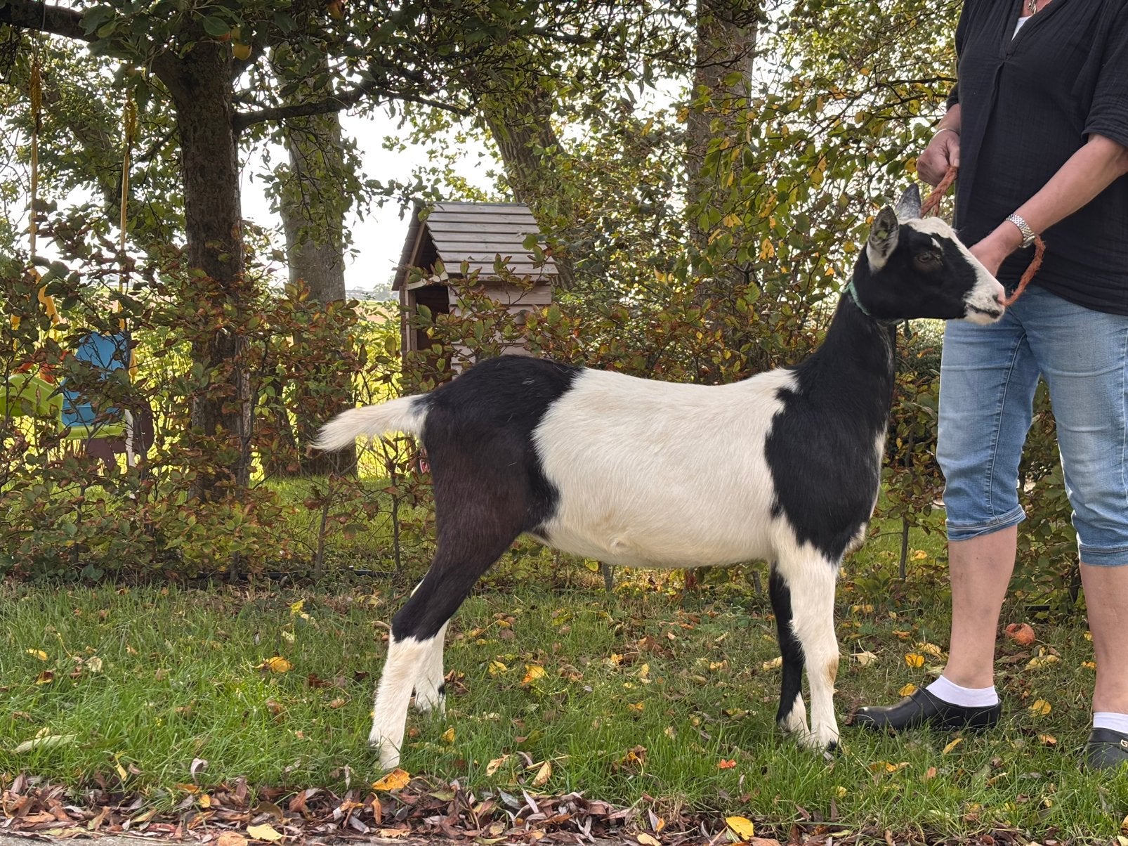 Stamboek lammeren, Vrouwelijk, Geit
