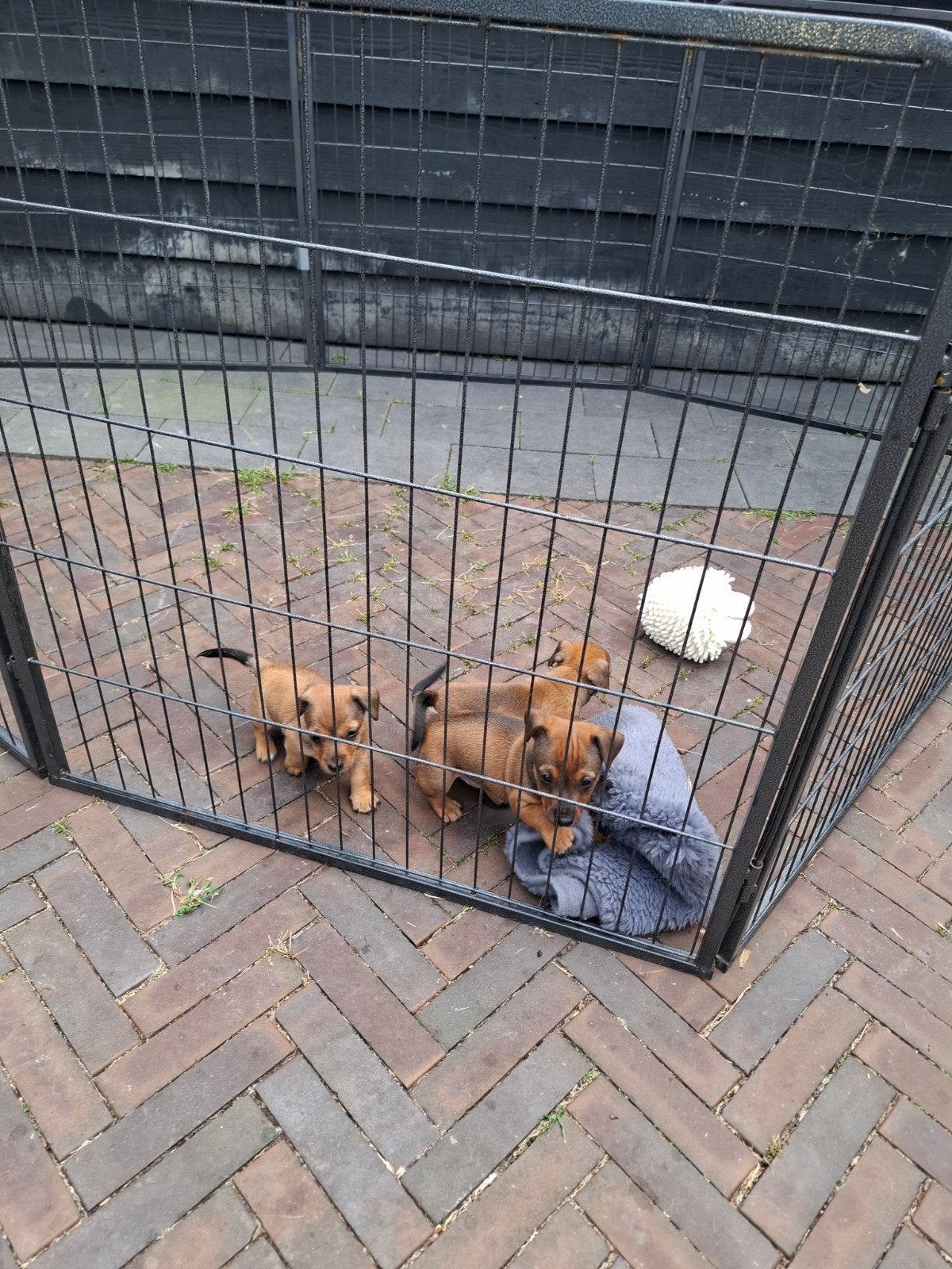 mooi laagbenig jackrussel teefje, Dieren en Toebehoren, Honden | Jack Russells en Terriërs, Jack Russell Terriër, 8 tot 15 weken