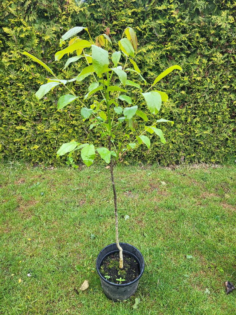 Walnotenboom, Ophalen, Volle zon, In pot, Walnotenboom