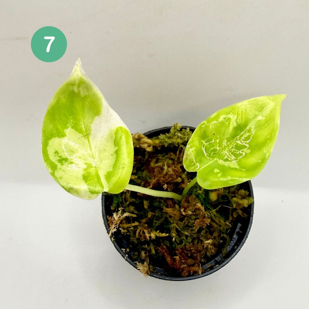 Alocasia Acuminata Albo Variegata, Huis en Inrichting, Kamerplanten, Verzenden, Halfschaduw, Minder dan 100 cm