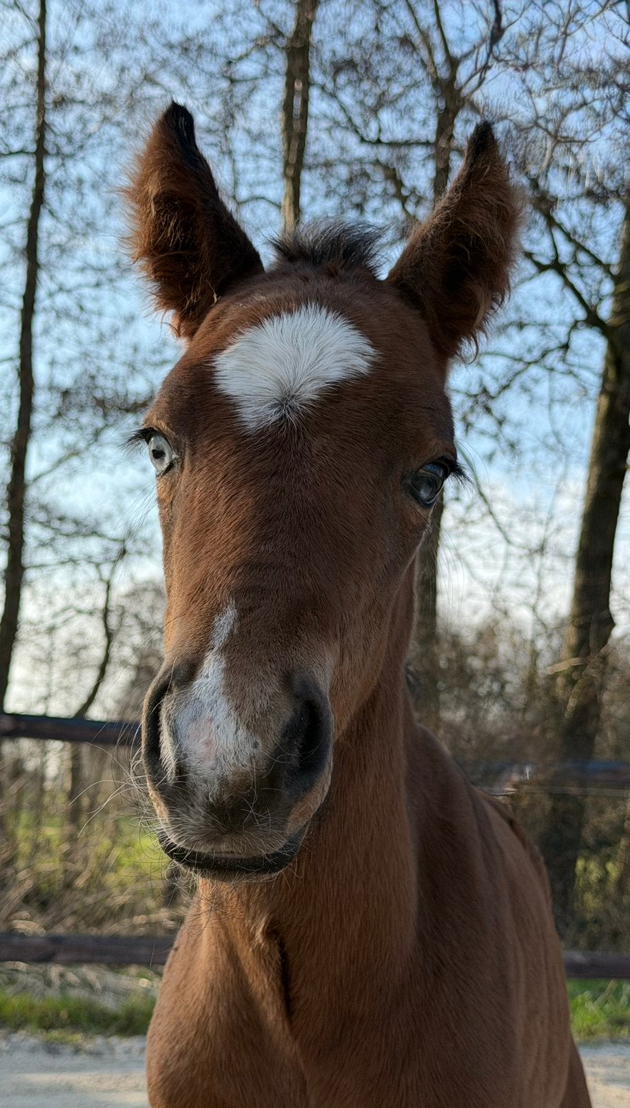 APHA American Paint Horse merrie veulen SW1, Merrie, Minder dan 160 cm, Met stamboom, Niet van toepassing