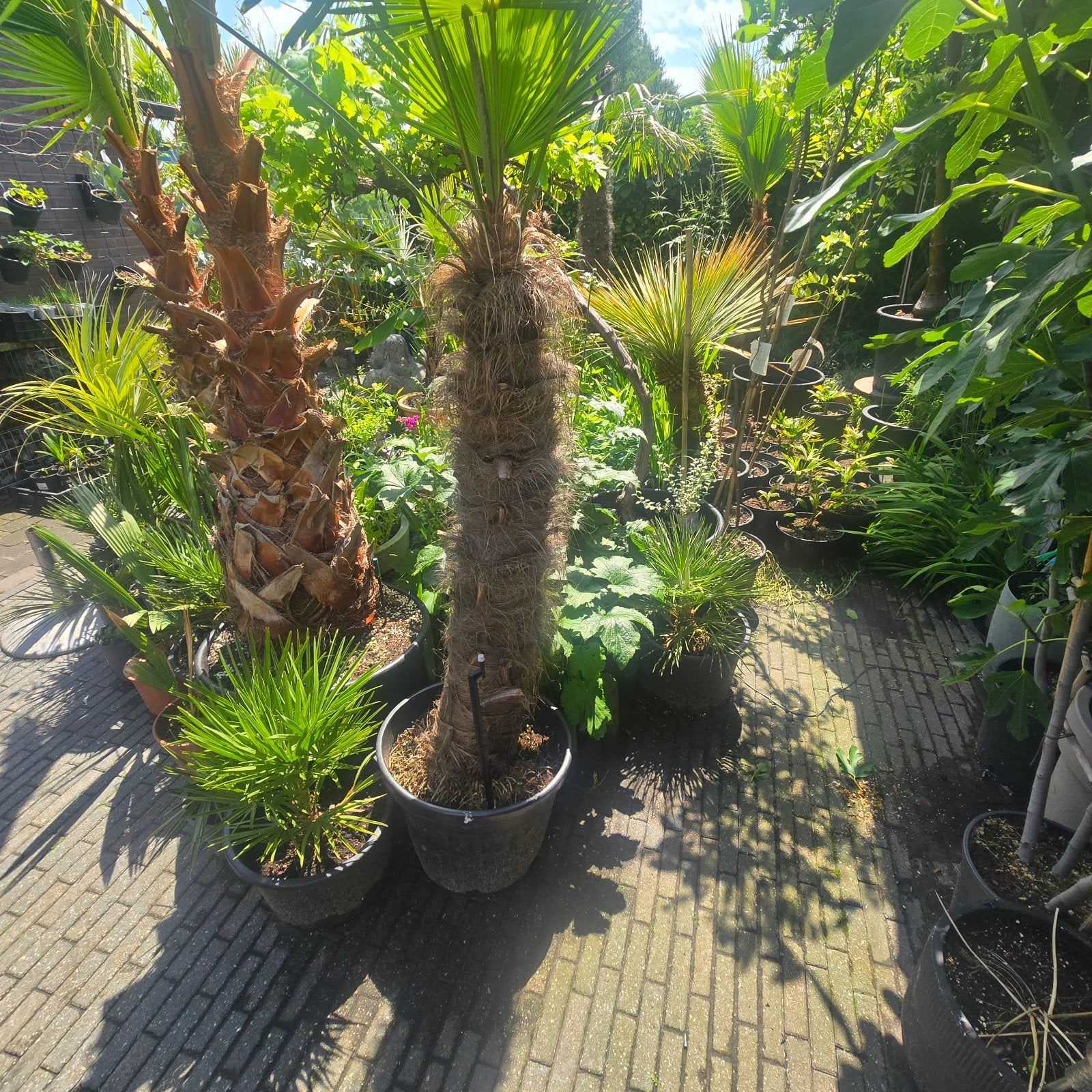 Trachycarpus Wagnerianus (Wagnerpalm) – Winterharde Blikvang, Tuin en Terras, Planten | Bomen, 100 tot 250 cm, Zomer, Palmboom