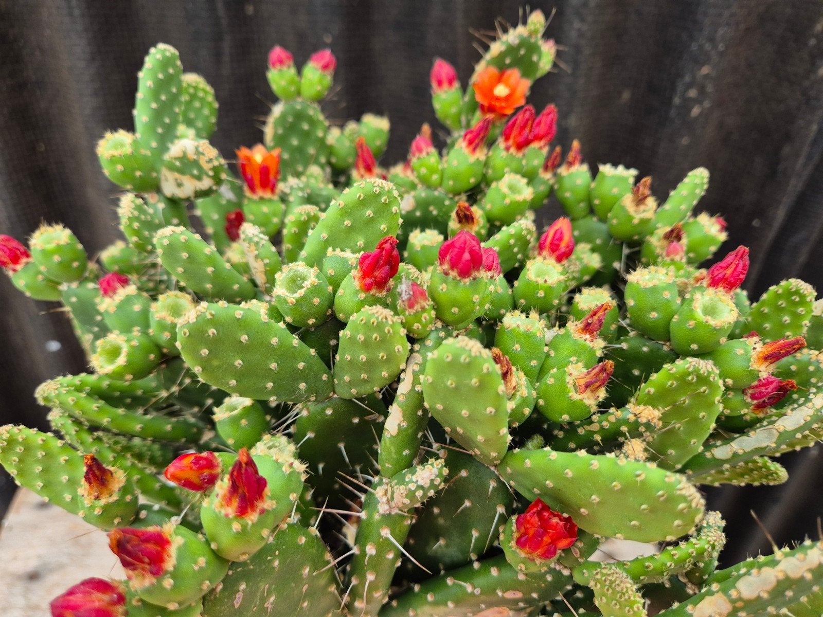 Opuntia Quitensis XXL p19 (1), Ophalen of Verzenden, Halfschaduw